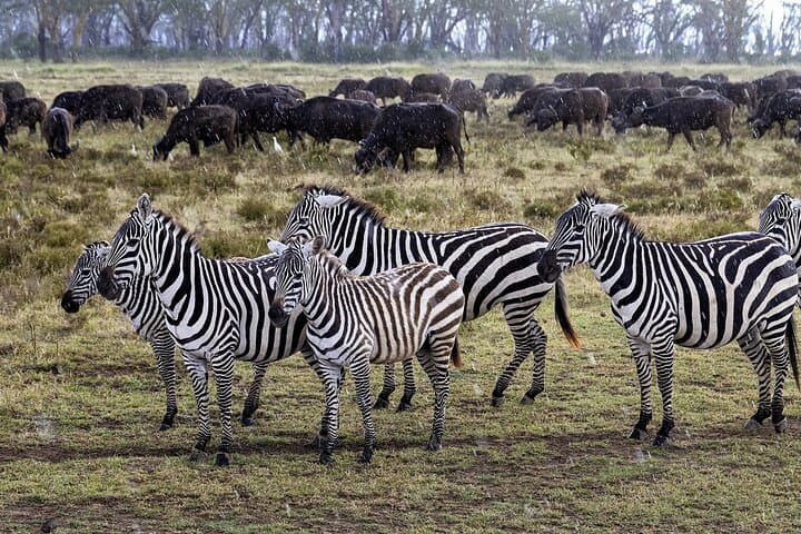 5-Day Masai Mara & Rift Valley Wildebeest Migration Luxury Safari photo 6