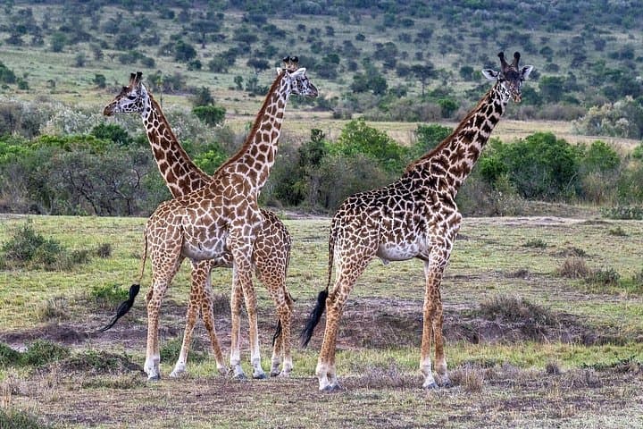 Two-Day Masai Mara Safari: Big Five, Wildebeest Migration & Optional Balloon Ride photo 4
