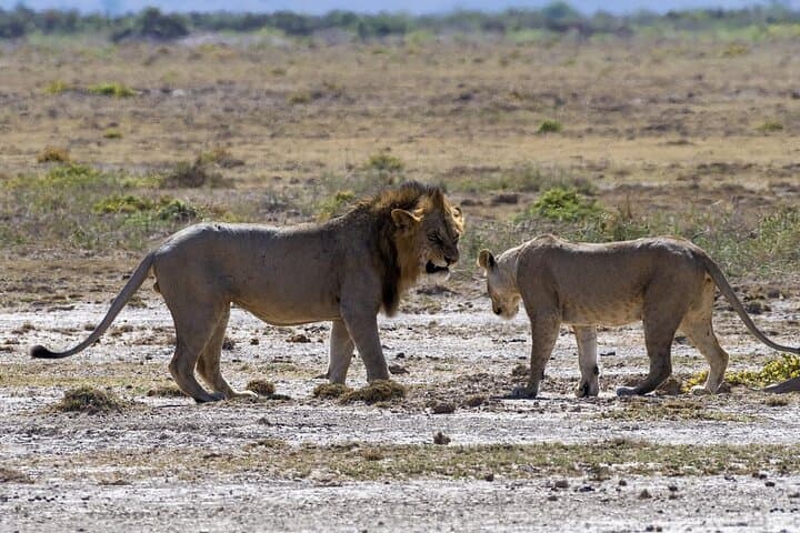 Two-Day Masai Mara Safari: Big Five, Wildebeest Migration & Optional Balloon Ride photo 5