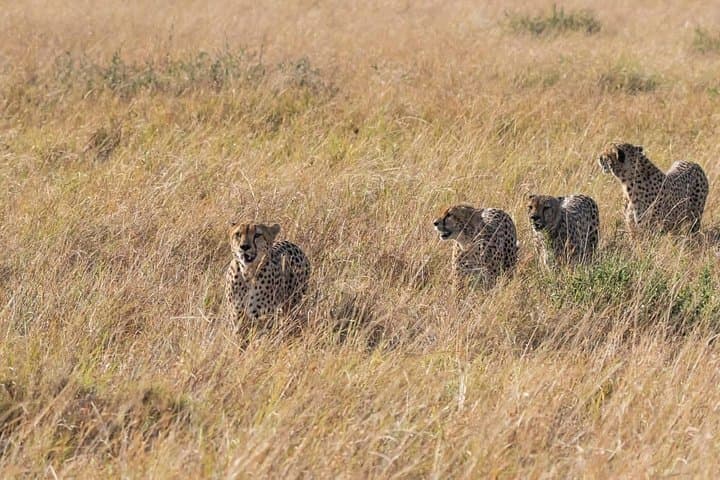 Two-Day Masai Mara Safari: Big Five, Wildebeest Migration & Optional Balloon Ride photo 6
