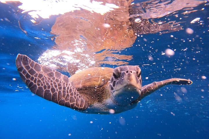 Snorkel with Sea Turtles on Tenerife’s South Coast — Guided Boat Tour photo 2