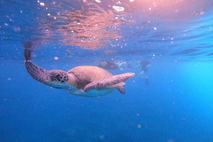 Snorkel with Sea Turtles on Tenerife’s South Coast — Guided Boat Tour photo 4