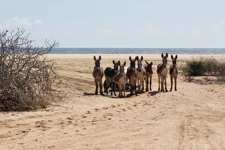 Sunset Pacific Donkey Hiking Tour at Rancho Carisuva — Donkey-Led Hike Near San José del Cabo photo 5