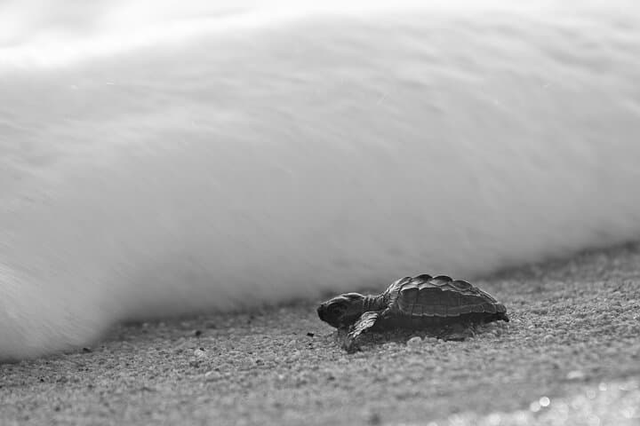 Cabo Turtle Release: Hands-On Conservation at Rancho Carisuva photo 6