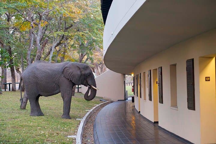 Full-Day Hwange Safari from Victoria Falls — Game Drives to See Elephants & Lions