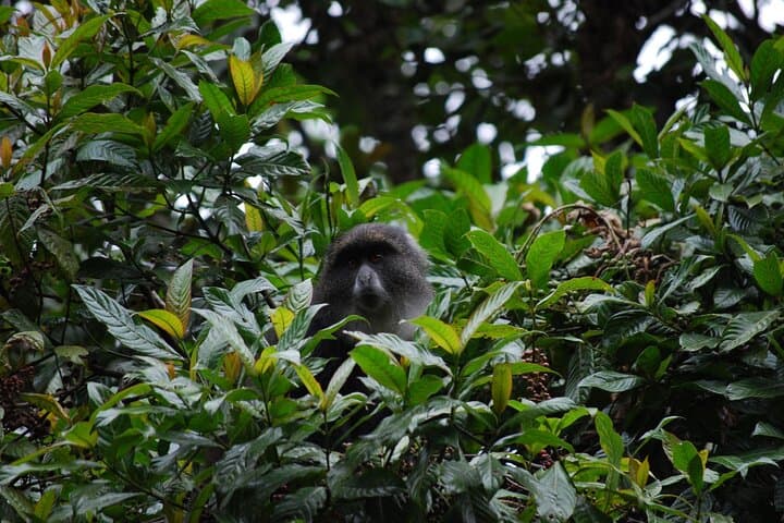 Sneak-Peek Kilimanjaro: Day Hike to Mandara Hut on the Marangu Route photo 6