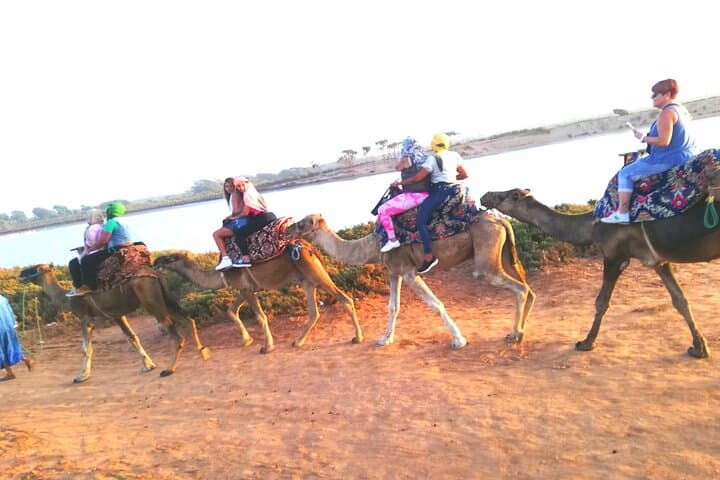 Agadir Sunset Camel Ride: Eucalyptus Forests & Souss River Estuary photo 5