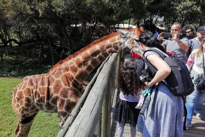 Half-Day Lion and Safari Park Tour from Johannesburg: Close-Range Big Cat Encounters