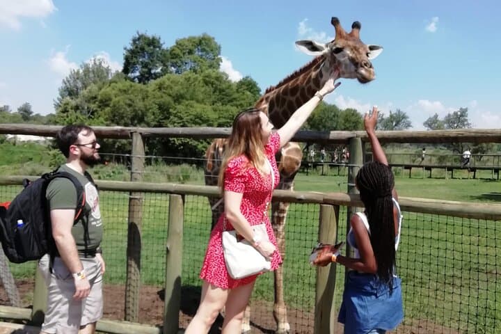 Half-Day Lion and Safari Park Tour from Johannesburg: Close-Range Big Cat Encounters photo 2