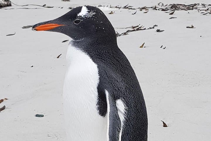 Penguin Encounter at Bertha's Beach & Stanley: Private Falklands Wildlife Tour photo 2