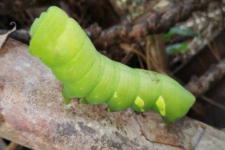 7-Day Manu National Park Wildlife Expedition from Cusco photo 4