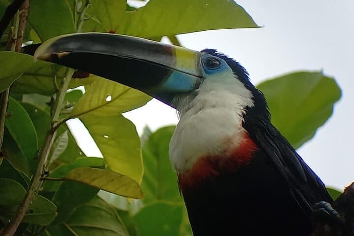 7-Day Manu National Park Wildlife Expedition from Cusco photo 5
