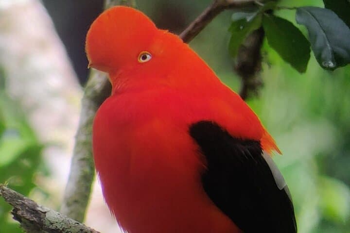 7-Day Manu National Park Wildlife Expedition from Cusco photo 6