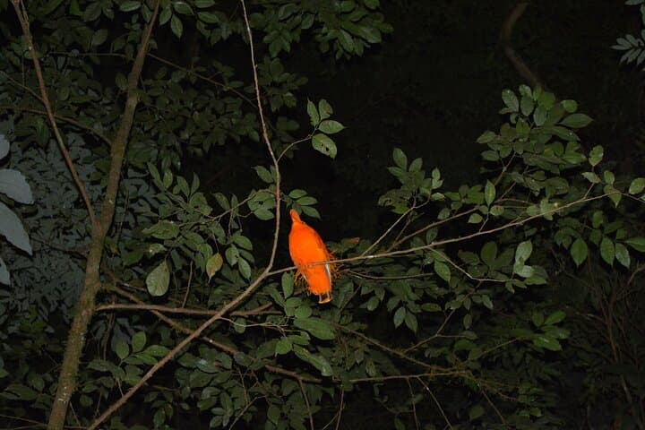 Kanuku Mountains Trek: 3-Day Rupununi Peak Trek in Guyana photo 3