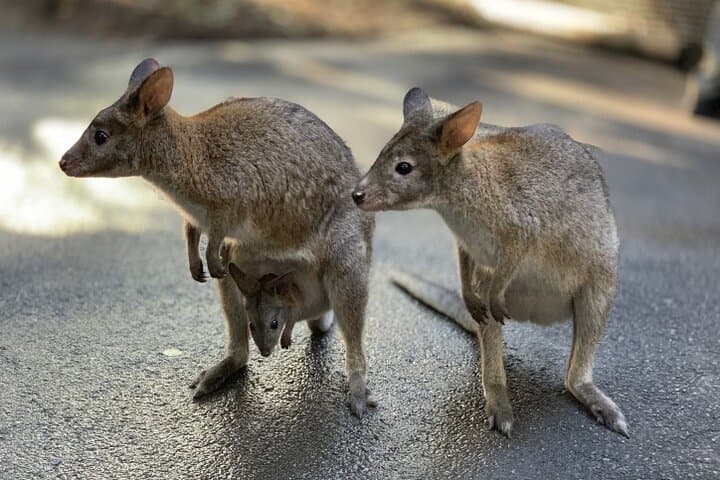 Blue Mountains Supreme Private Charter — Scenic World, Featherdale Wildlife & Three Sisters photo 3