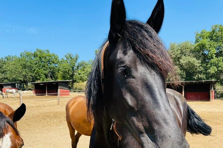 Half-Day Horseback Riding and Farm Experience Near Thessaloniki photo 3