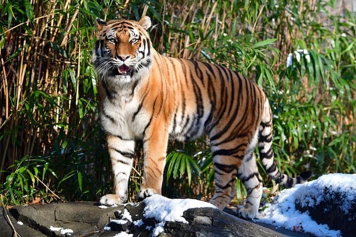 Golden Triangle and Ranthambore: 4-Day Private Tiger Safari from Delhi photo 2