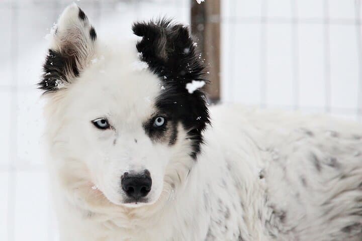 30-Minute Husky Safari and Farm Visit in Pyhä — Dog Sledge Ride Near Pyhä‑Luosto