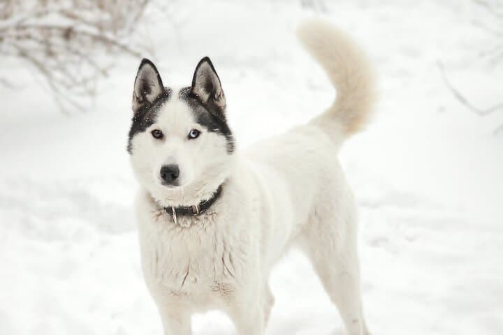 30-Minute Husky Safari and Farm Visit in Pyhä — Dog Sledge Ride Near Pyhä‑Luosto photo 2