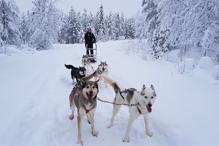 30-Minute Husky Safari and Farm Visit in Pyhä — Dog Sledge Ride Near Pyhä‑Luosto photo 3
