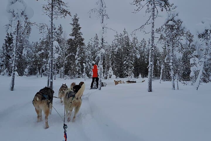 30-Minute Husky Safari and Farm Visit in Pyhä — Dog Sledge Ride Near Pyhä‑Luosto photo 4