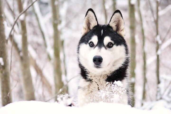 30-Minute Husky Safari and Farm Visit in Pyhä — Dog Sledge Ride Near Pyhä‑Luosto photo 5