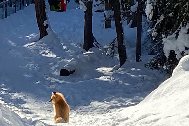 Johnston Canyon Icewalk from Banff: Guided Frozen Waterfalls Tour photo 5
