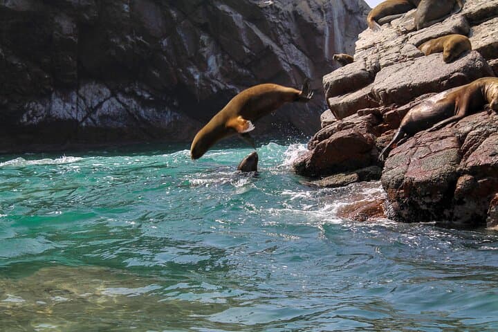 Ballestas Islands to Huacachina: Paracas Boat Tour, Ica Vineyards & Dune Buggies photo 2