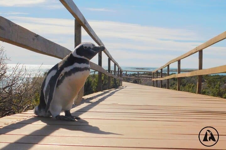 Punta Tombo Penguin Reserve Shore Excursion from Puerto Madryn photo 3