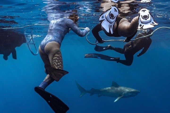 Swim with Sharks Off Oahu’s North Shore: No-Cage Educational Dive