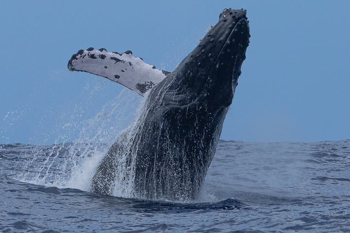 North Shore Oahu Private Whale Watching Safari — Humpback Encounters & Cultural Cruise