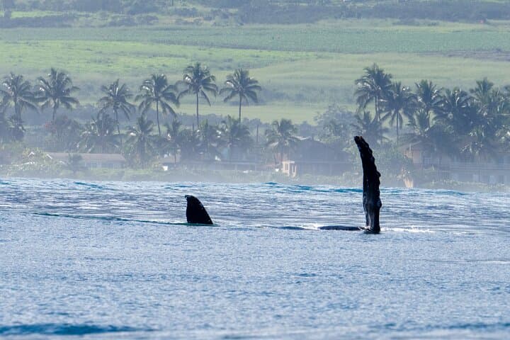 North Shore Oahu Private Whale Watching Safari — Humpback Encounters & Cultural Cruise photo 2