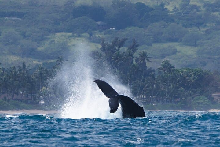 North Shore Oahu Private Whale Watching Safari — Humpback Encounters & Cultural Cruise photo 3