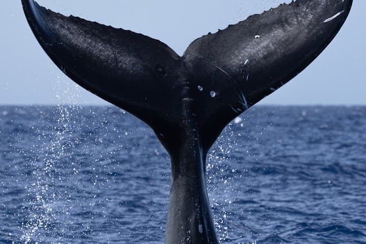 North Shore Oahu Private Whale Watching Safari — Humpback Encounters & Cultural Cruise photo 4