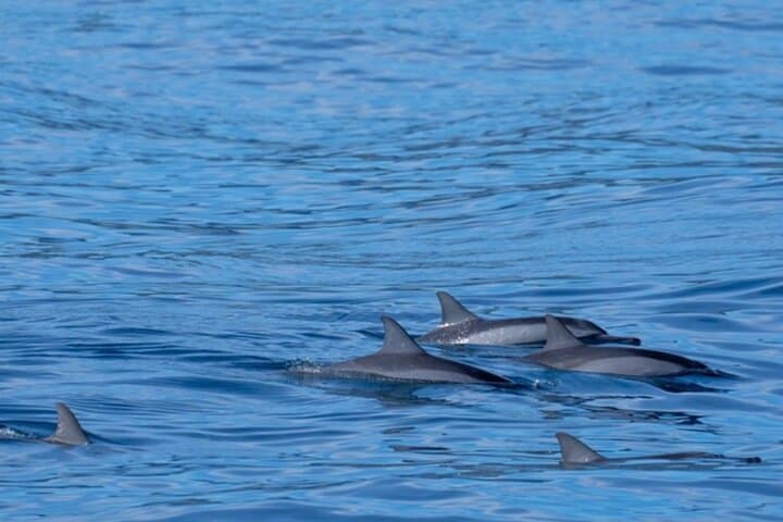 North Shore Oahu Private Whale Watching Safari — Humpback Encounters & Cultural Cruise photo 5