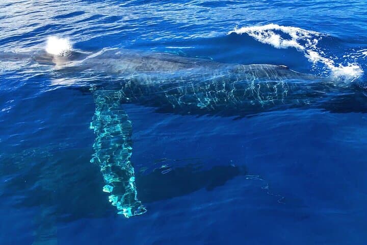 North Shore Oahu Private Whale Watching Safari — Humpback Encounters & Cultural Cruise photo 6