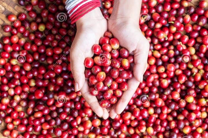 Fairview Estate Coffee Farm Tour — Nairobi Farm-to-Cup Experience photo 2