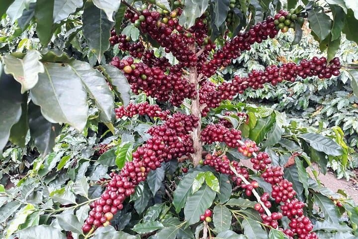 Fairview Estate Coffee Farm Tour — Nairobi Farm-to-Cup Experience photo 4
