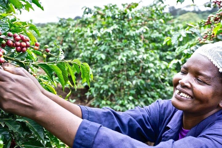 Fairview Estate Coffee Farm Tour — Nairobi Farm-to-Cup Experience photo 3