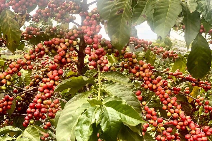 Fairview Estate Coffee Farm Tour — Nairobi Farm-to-Cup Experience photo 5