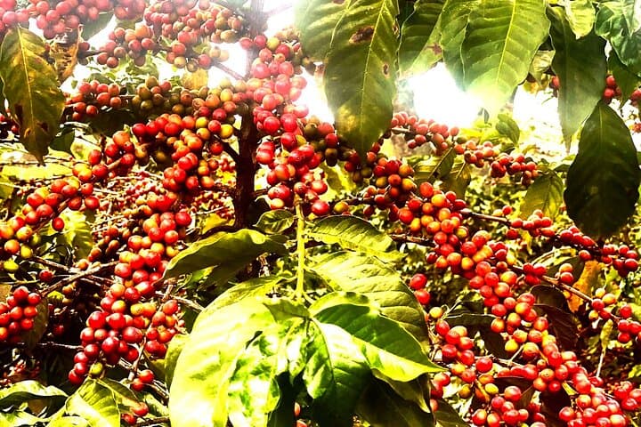 Fairview Estate Coffee Farm Tour — Nairobi Farm-to-Cup Experience photo 6