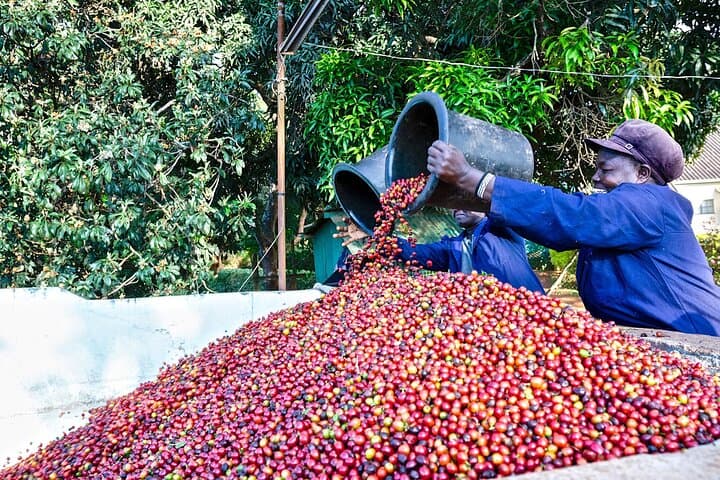 Fairview Estate Coffee Farm Tour — Nairobi Farm-to-Cup Experience