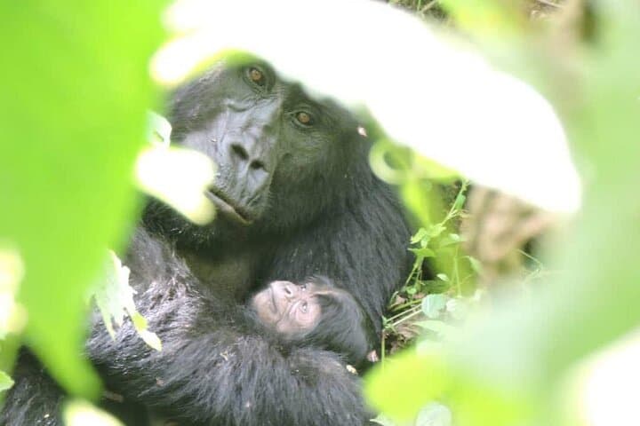 Flying Gorilla Trek: 4-Day Luxury Safari to Bwindi Impenetrable National Park