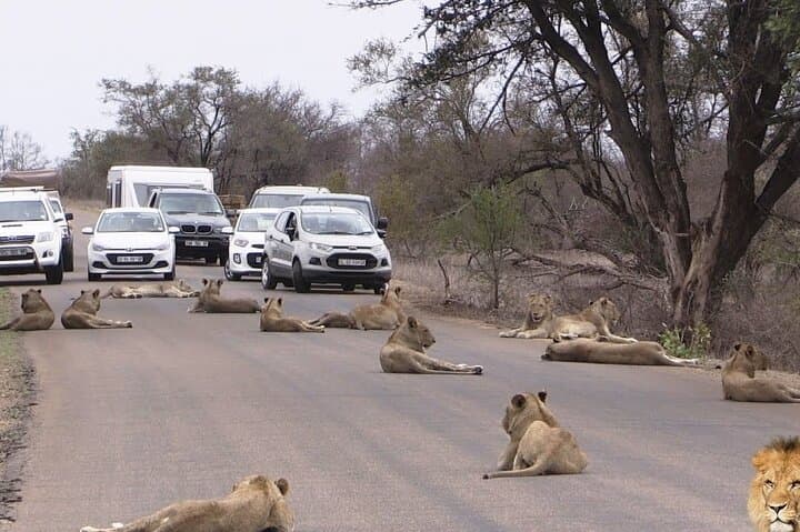 Exploring Nairobi National Park: A Half-Day Game Drive Adventure Near the City photo 5