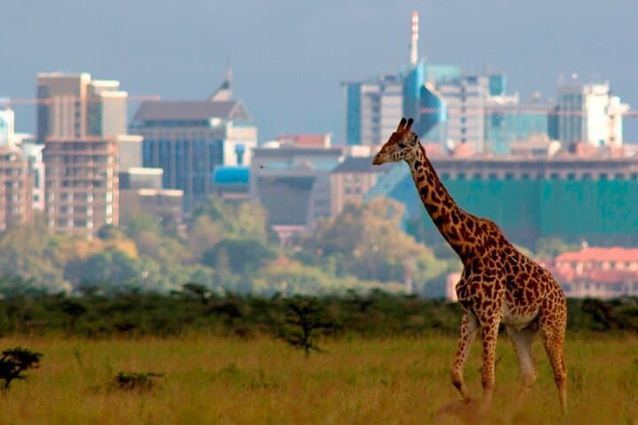 Exploring Nairobi National Park: A Half-Day Game Drive Adventure Near the City photo 6