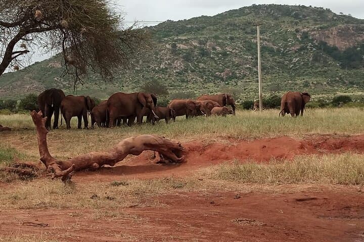 6-Day Kenya Safari: Maasai Mara, Lake Nakuru & Amboseli photo 1