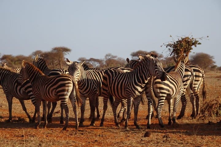 6-Day Kenya Safari: Maasai Mara, Lake Nakuru & Amboseli photo 2