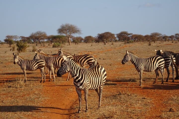 6-Day Kenya Safari: Maasai Mara, Lake Nakuru & Amboseli photo 3