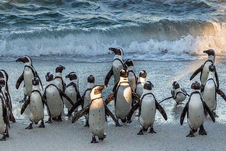 Cape Point & Penguins Private Tour — Full-Day Cape of Good Hope Experience photo 3
