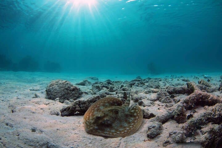 Mayan Cenote & Yal Kú Cove Adventure from the Riviera Maya photo 2